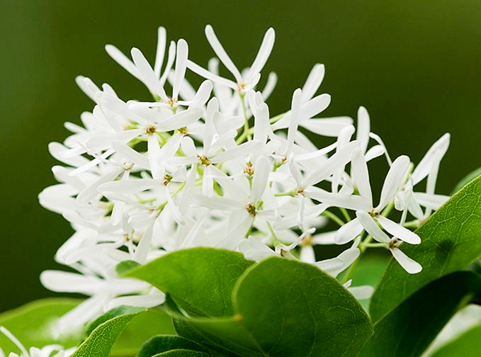 流蘇??1.jpg 流蘇??1.jpg