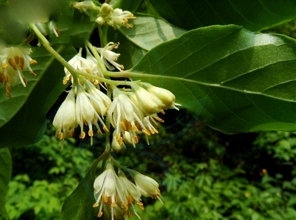 小葉白辛??1.jpg 小葉白辛??1.jpg