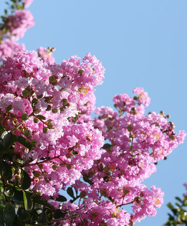 翠微1.jpg 翠微1.jpg