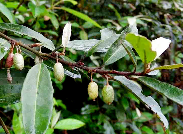 胡頹??1.jpg 胡頹??1.jpg