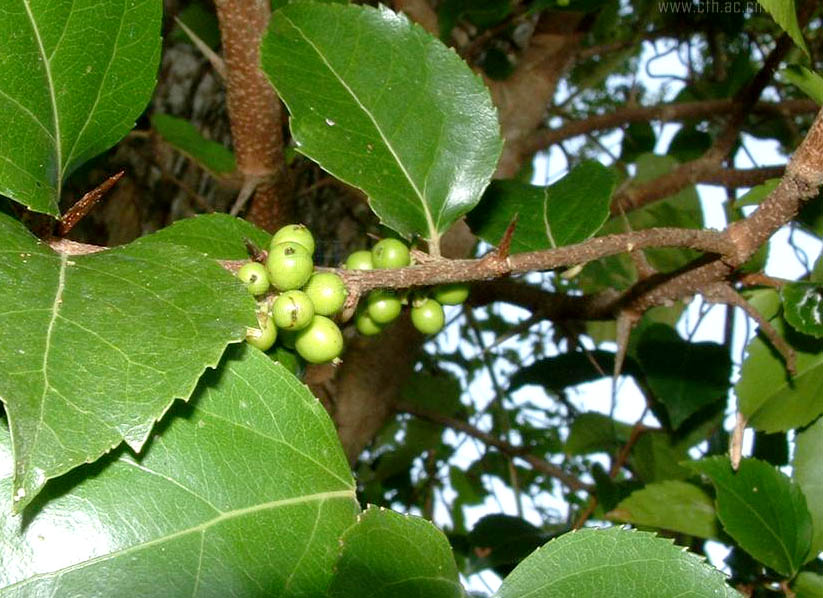 柞木11.jpg 柞木11.jpg