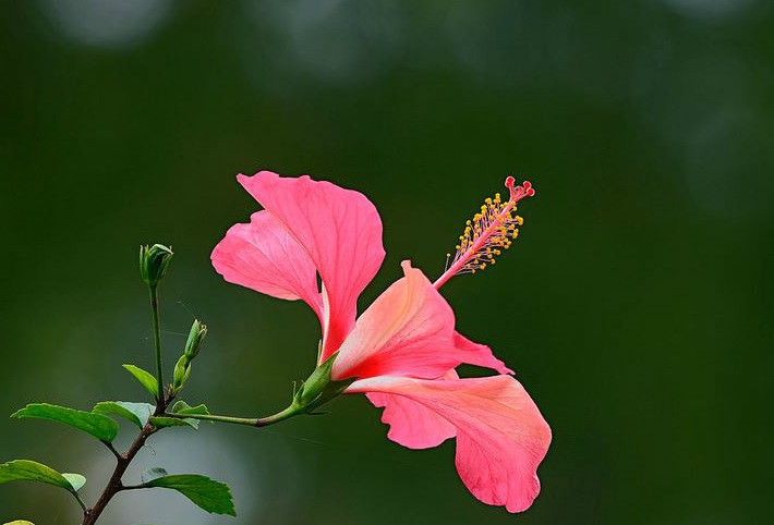 扶桑11.jpg 扶桑11.jpg