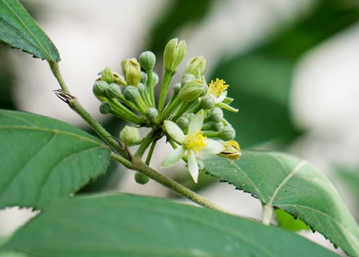 扁擔(dān)??1.jpg 扁擔(dān)??1.jpg