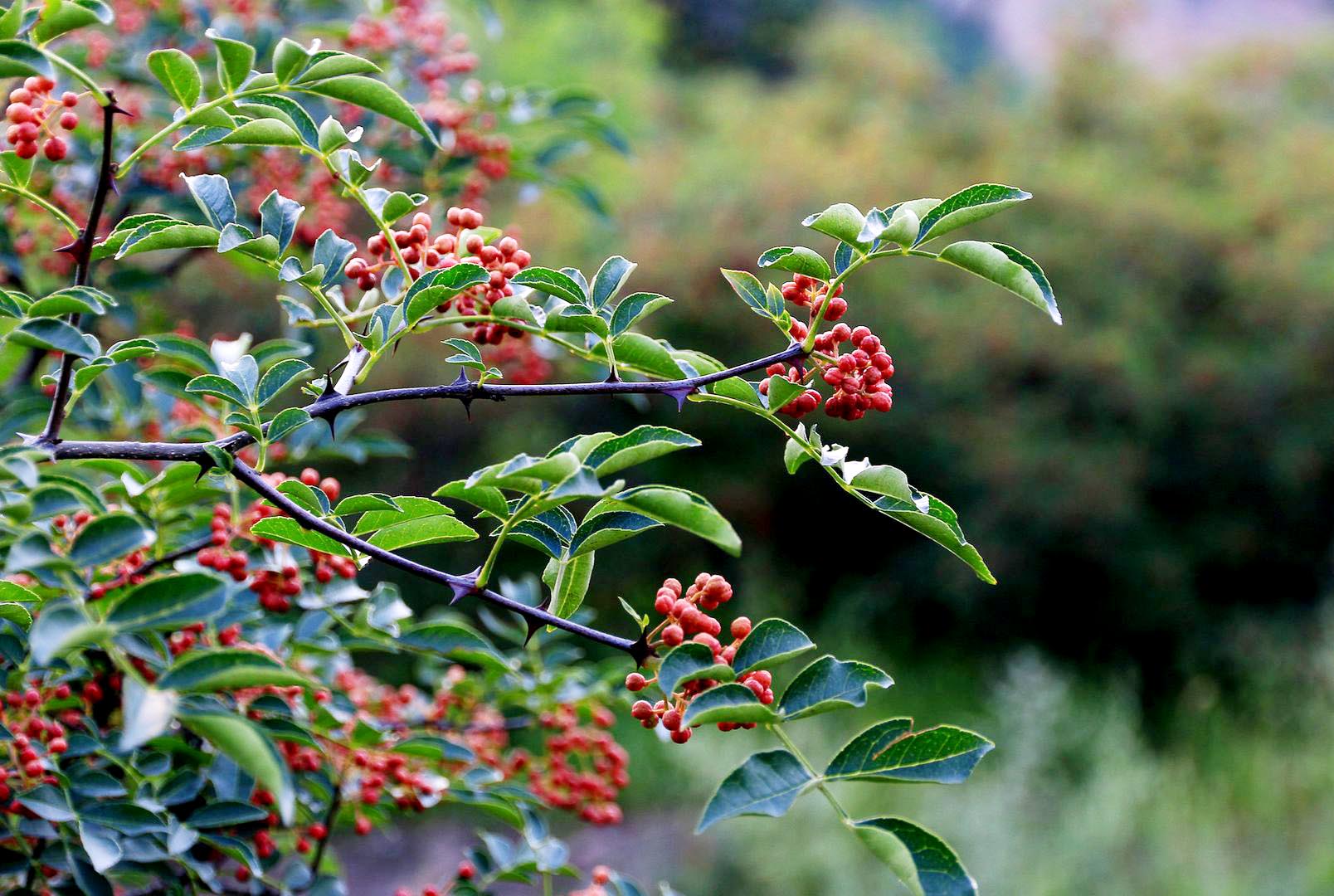 花椒11.jpg 花椒11.jpg