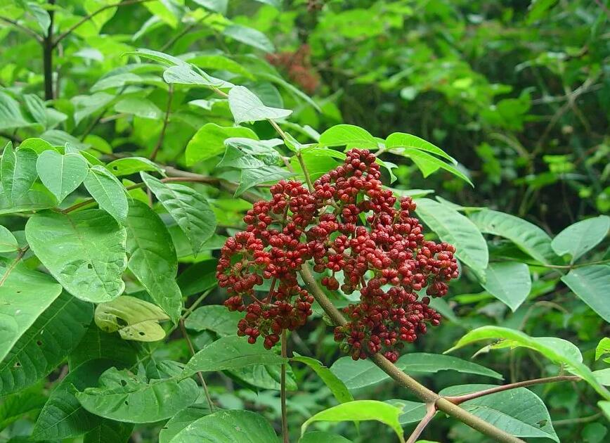 吳茱??1.jpg 吳茱??1.jpg