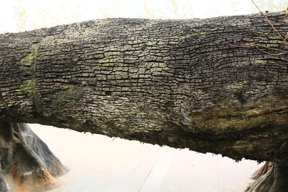 烏木1111.jpg 烏木1111.jpg