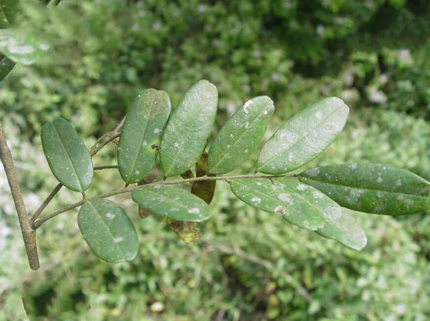 黑黃檀11.jpg 黑黃檀11.jpg