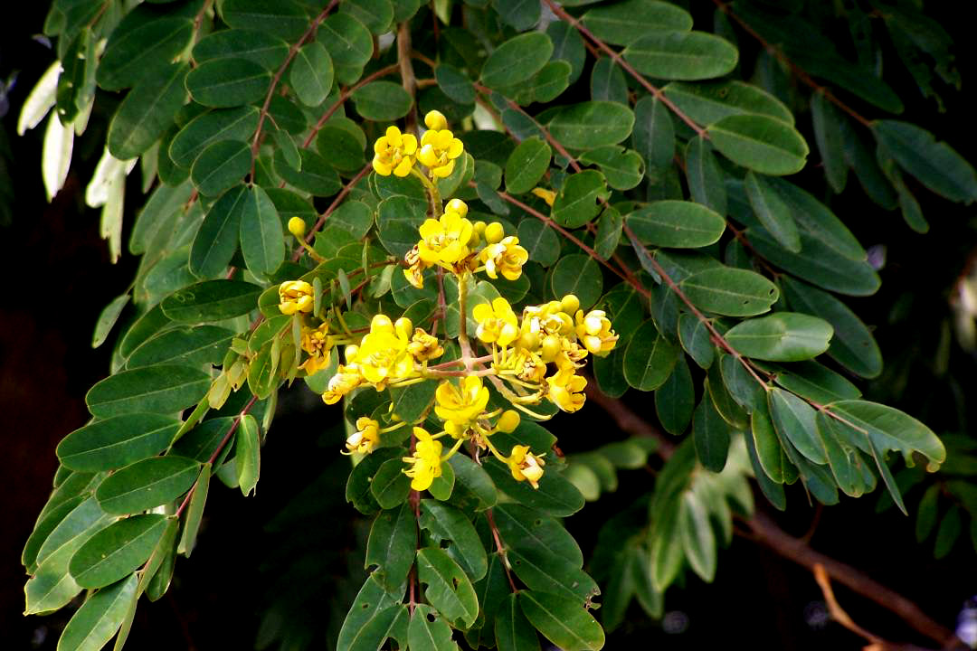 鐵刀??1.jpg 鐵刀??1.jpg