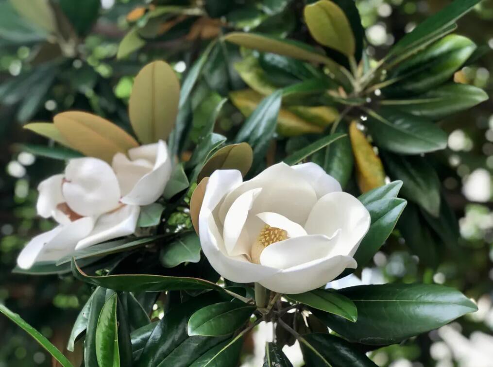 廣玉??1.jpg 廣玉??1.jpg