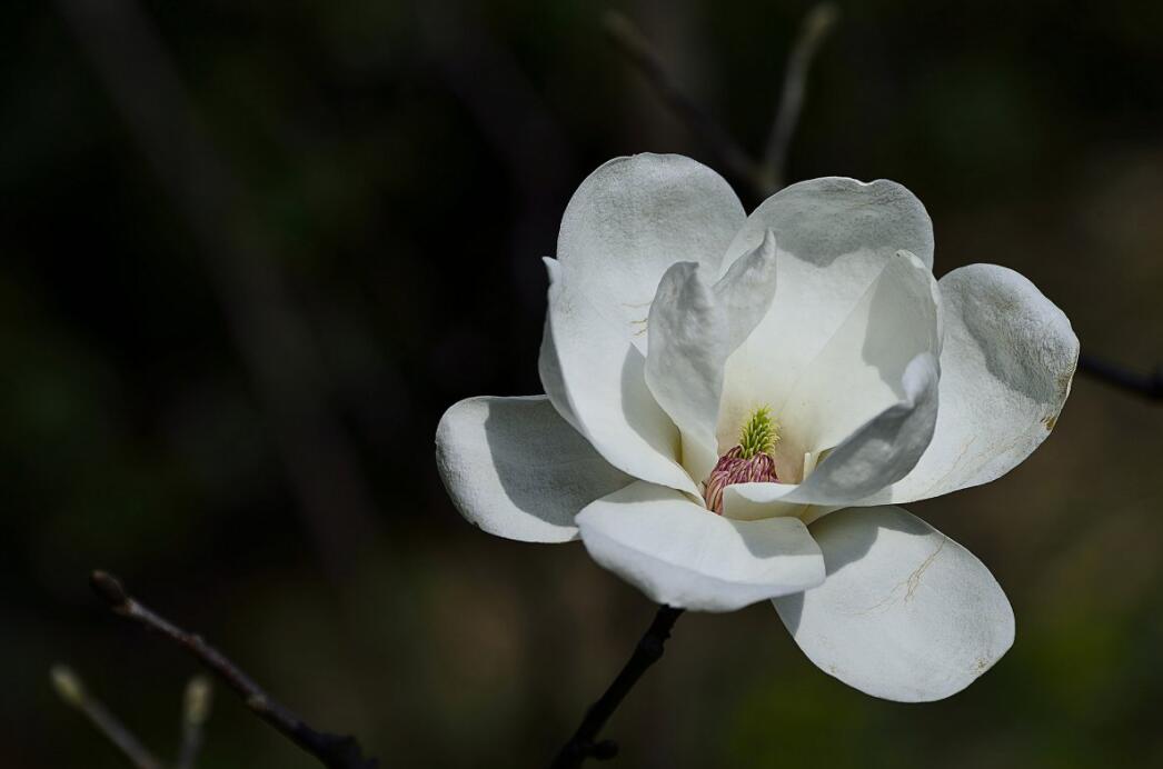 白玉??1.jpg 白玉??1.jpg