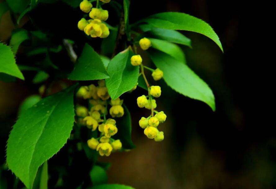 黃蘆??1.jpg 黃蘆??1.jpg