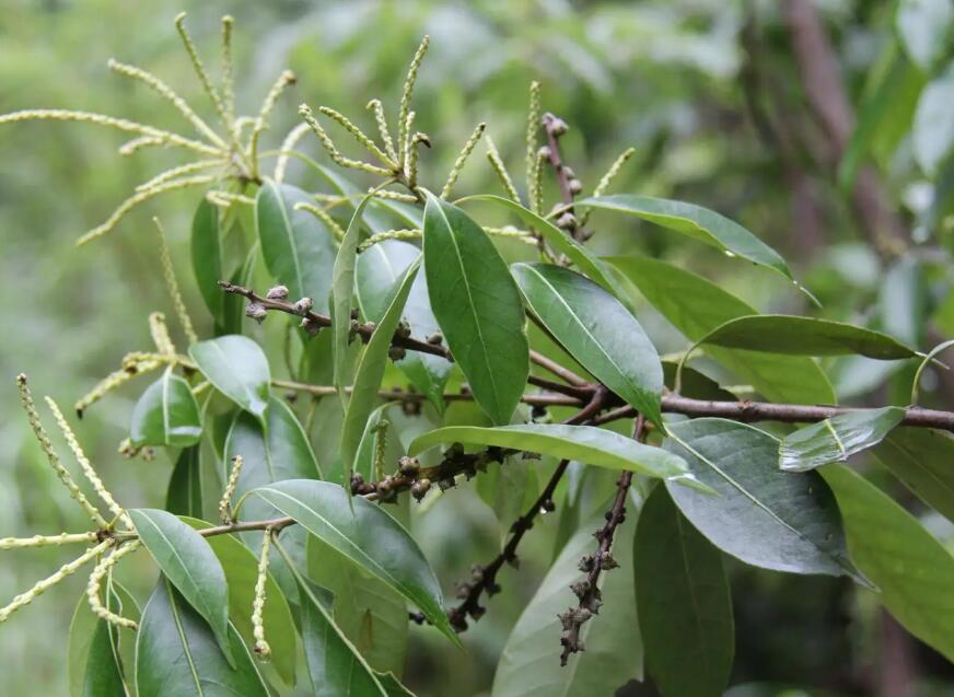 石櫟11.jpg 石櫟11.jpg