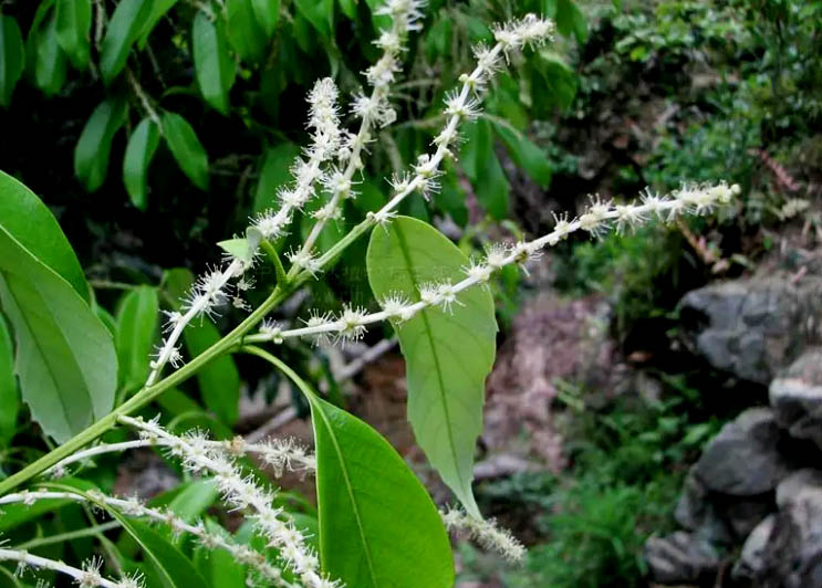 苦櫧22.jpg 苦櫧22.jpg