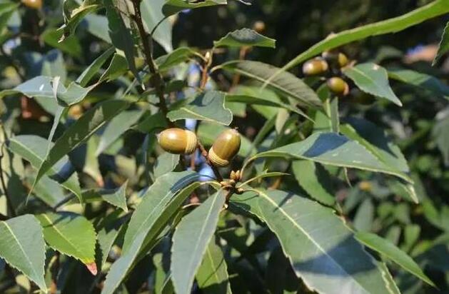 青岡11.jpg 青岡11.jpg