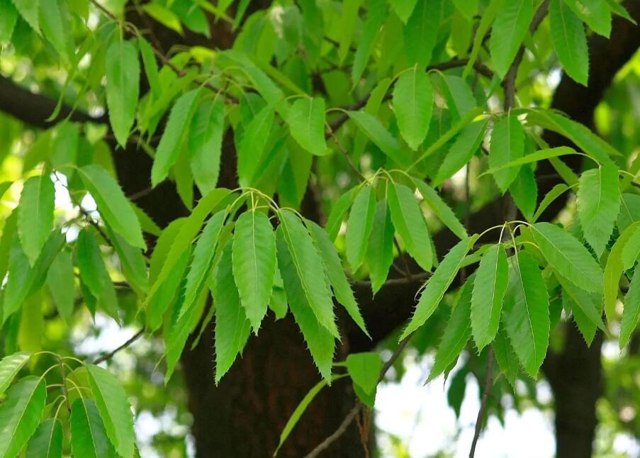 麻櫟11.jpg 麻櫟11.jpg