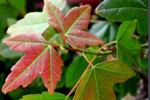 三角??1.jpg 三角??1.jpg