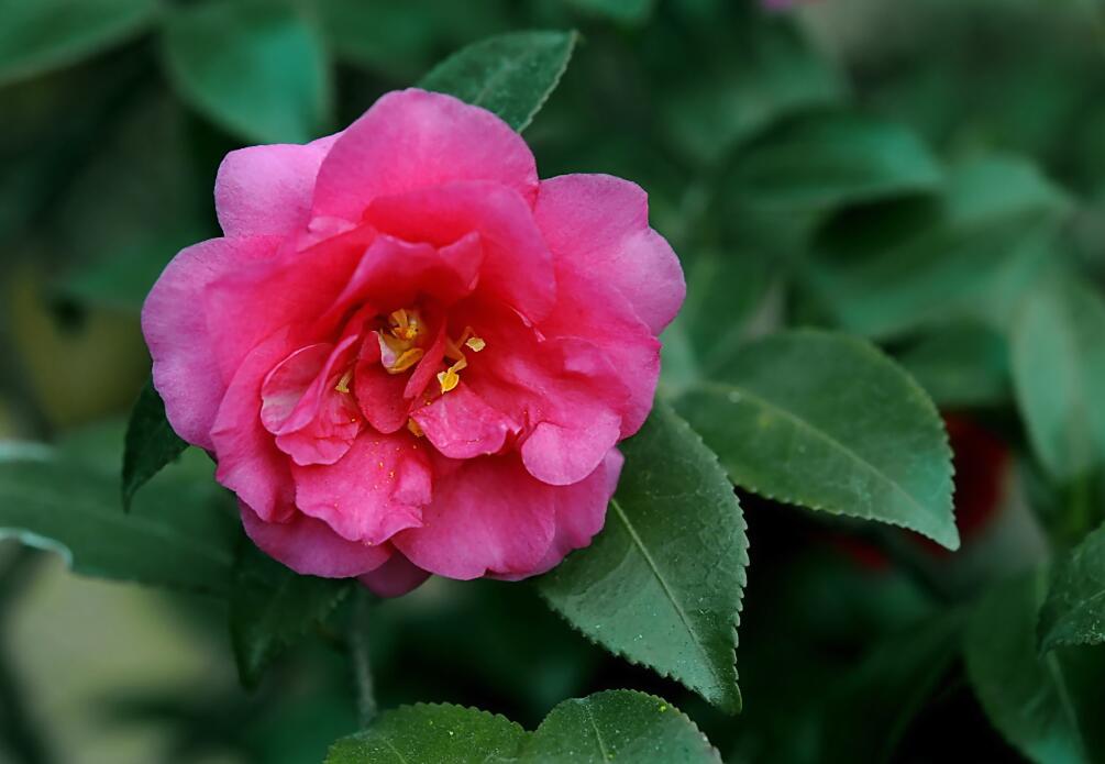 茶梅11.jpg 茶梅11.jpg