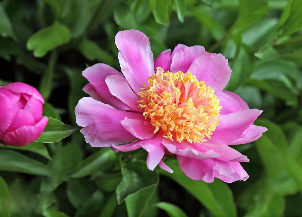 芍藥11.jpg 芍藥11.jpg