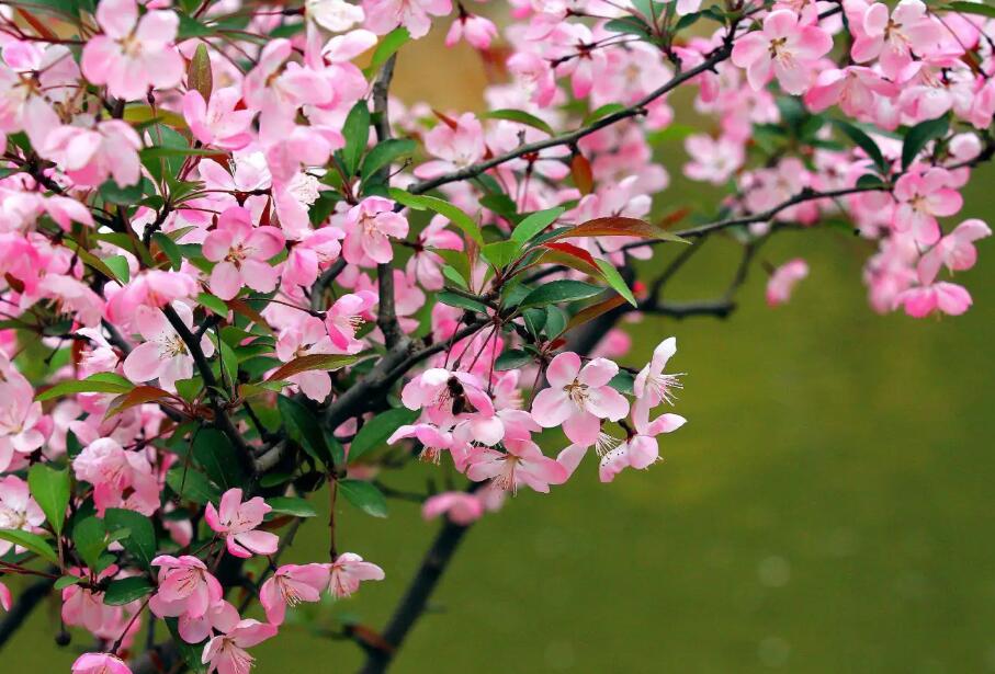 垂絲海棠11.jpg 垂絲海棠11.jpg