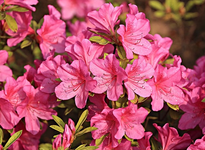 杜鵑11.jpg 杜鵑11.jpg