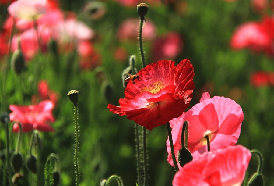 虞美??.jpg 虞美??.jpg