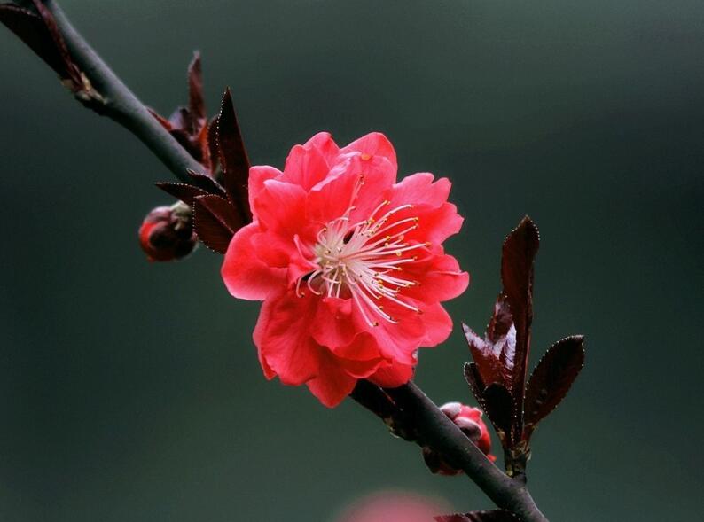 紅葉碧桃11.jpg 紅葉碧桃11.jpg